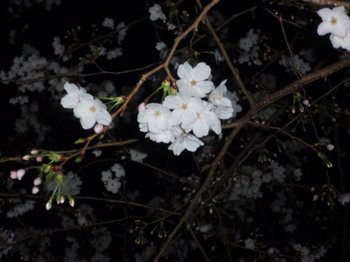 八重洲の桜-2.jpg